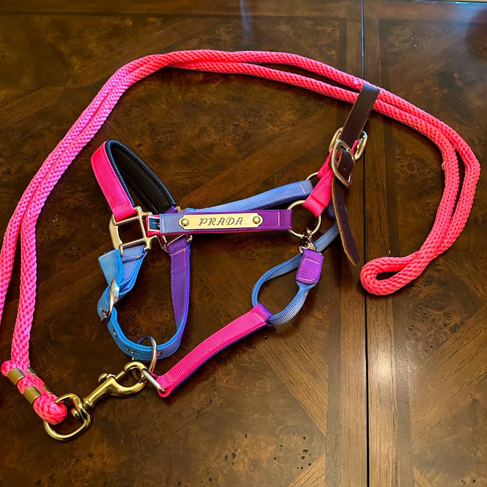 Horse size breakaway halter with leather padded nose band.
